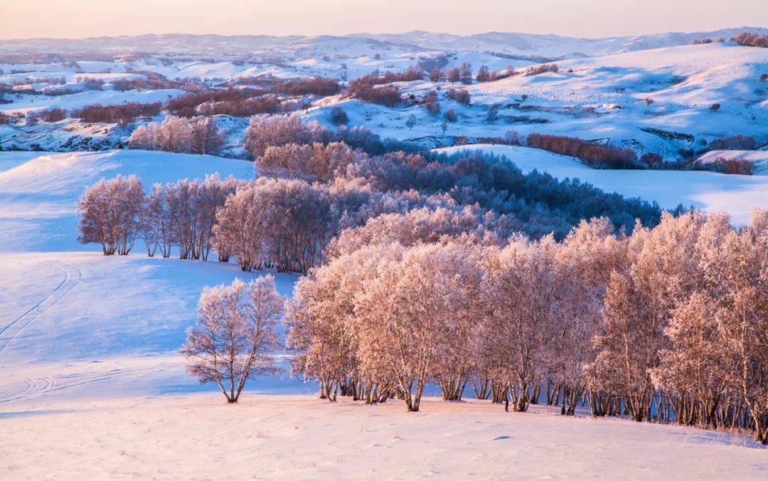 看过秋天树木五彩斑斓绚丽多姿,那你见过乌兰布统冬天的白雪皑皑吗?