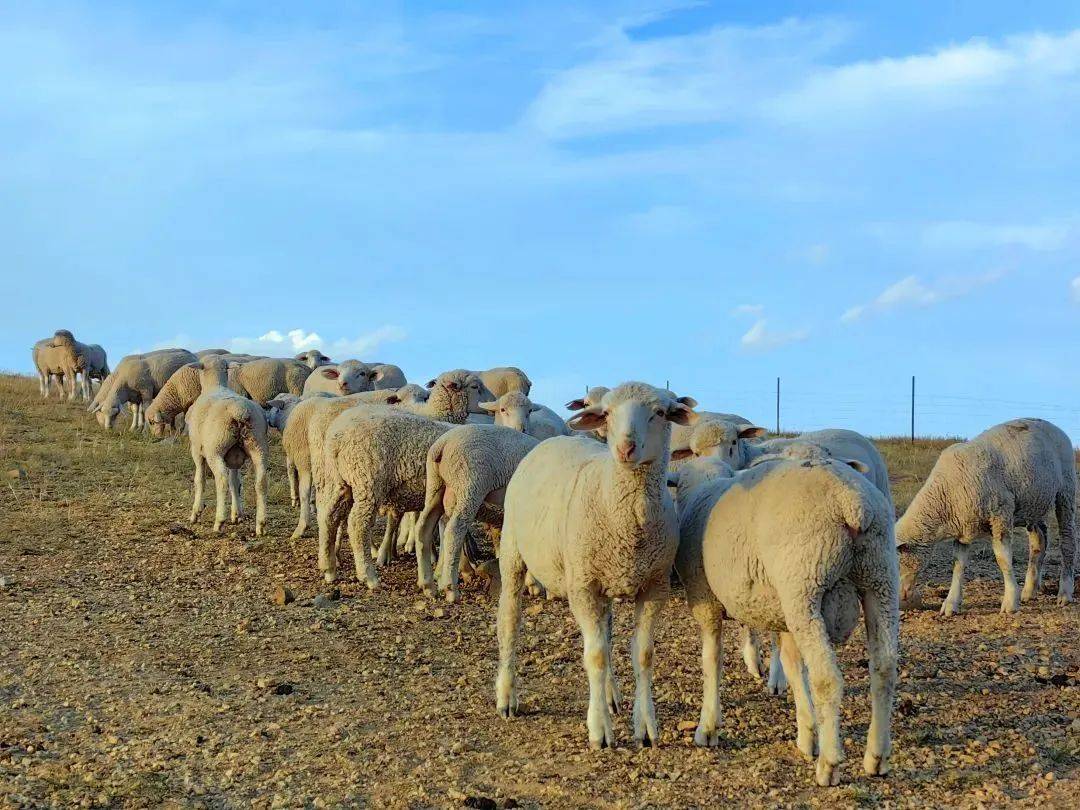 选育良种 打造品牌——镶黄旗以察哈尔羊为引领发展现代畜牧业_巴图那