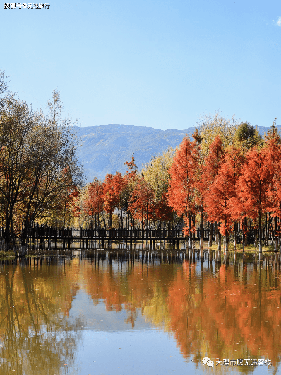 大理洱源茈碧湖,水杉风景,这里独好!(附美图)