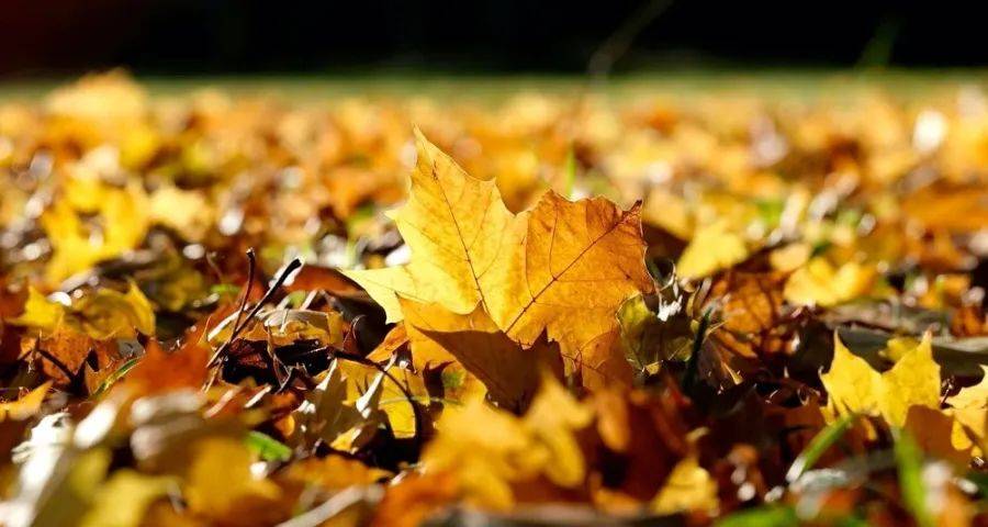 拼多多热现象背后的家电业冷思考-家电圈官网