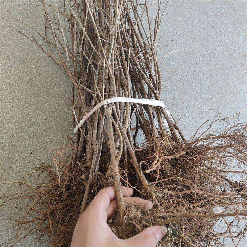 吉塞拉6号砧木苗嫁接大樱桃有哪些优势与特点