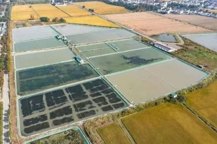 近年来,练塘镇坚持生态为先,依托科技兴农,辖区各合作社以《agi2020