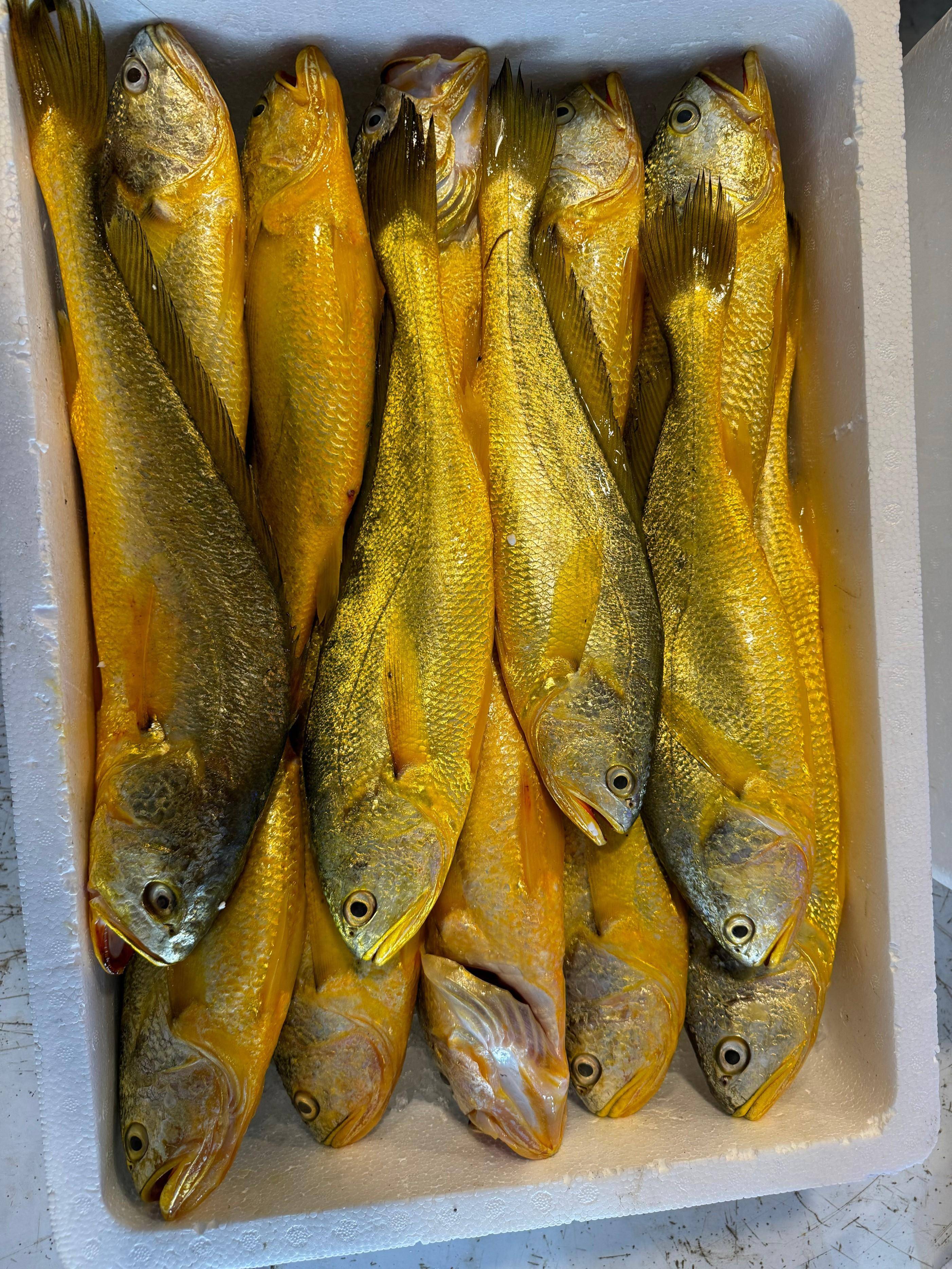 100多斤野生大黄鱼图片