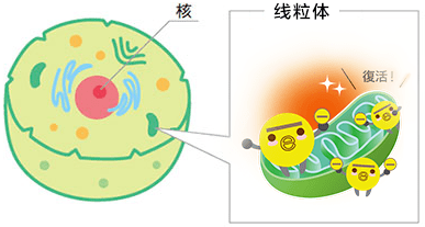 當卵子受精後胚胎髮育的過程中,需要線粒體的加持,在胚胎染色體重組和