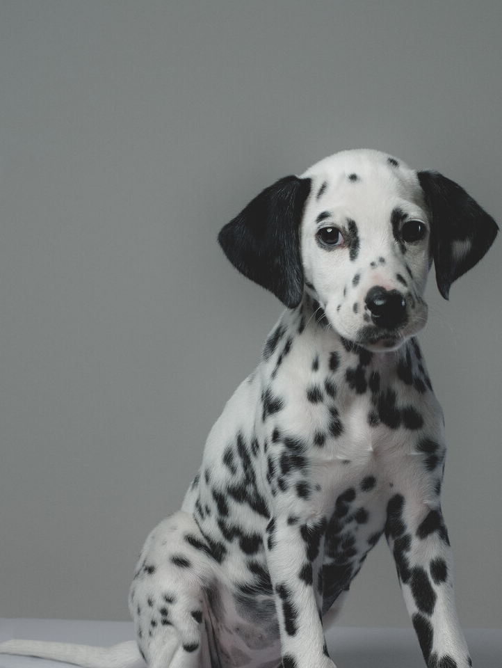 鼎鼎有名的斑点狗 犬种小科普之被上帝洒了一身墨点的大麦町犬