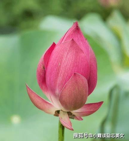 十二生肖鸡属鸡的朋友在生活中也是非常有责任感的.