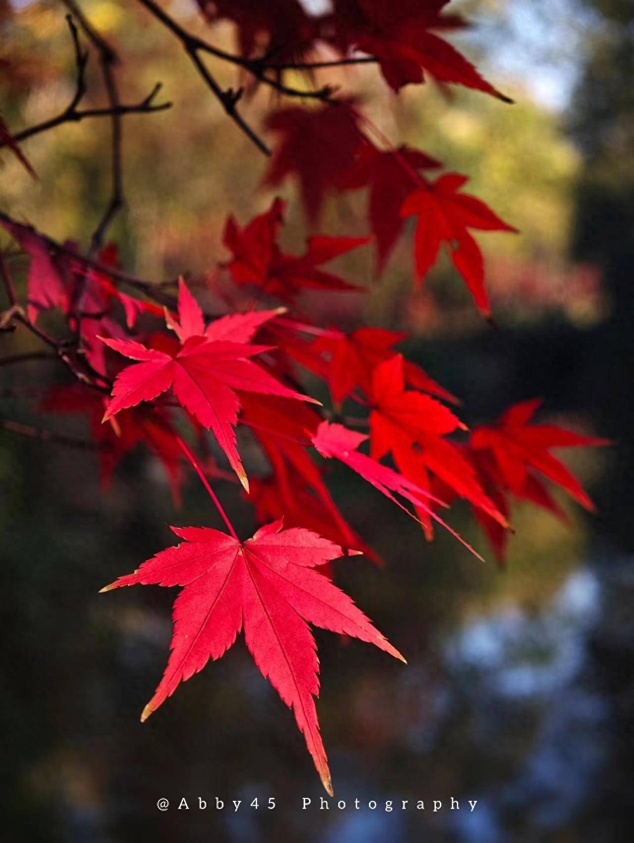 最新南京冬游"枫"景攻略,请收好_栖霞山_赏枫_银杏