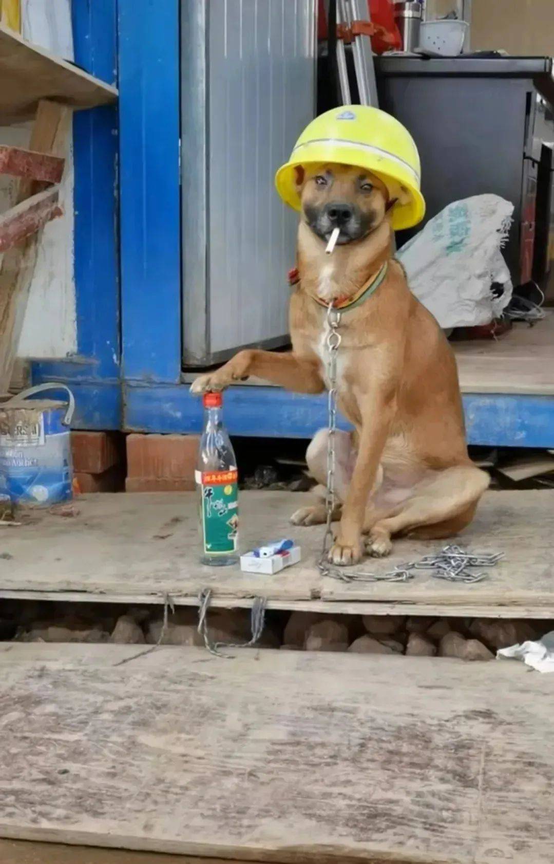 视频中,小狗头戴着一个黄色的安全帽,嘴里叼着一根荷花烟,前脚的一只