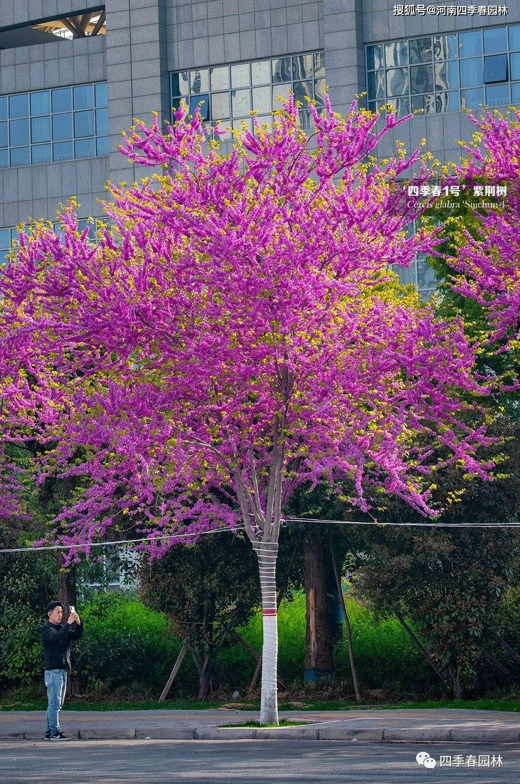 四季春1号紫荆树和樱花要怎么选?_树种_景观_优势
