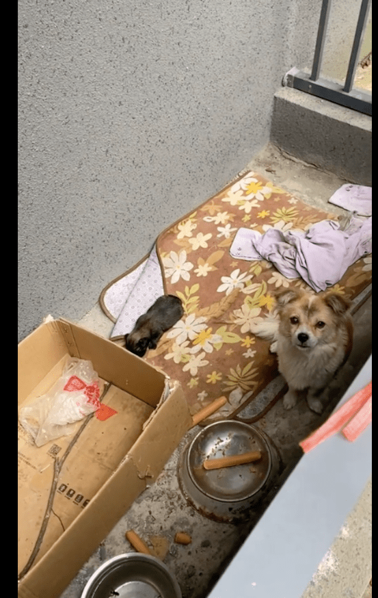 狗妈护崽吓到孩子被主人遗弃，救进小区后，又被举报物业要打死它