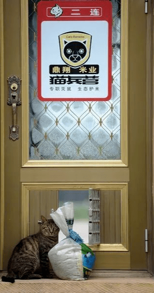 央妈表扬!辽宁盘锦40多只猫咪组队守粮仓,给护粮的猫猫队小卫士点赞! 央妈表扬!辽宁盘锦40多只猫咪组队守粮仓,给护粮的猫猫队小卫士点赞!