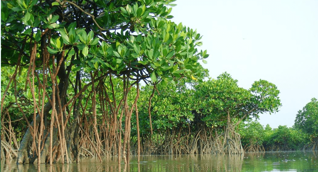 基于无人机高光谱遥感的淇澳岛红树林冠层叶片功能性状反演-莱森光学