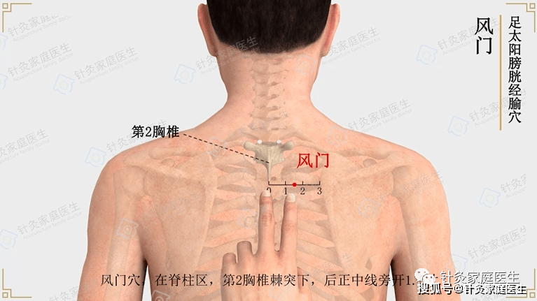 作用_位置_人體