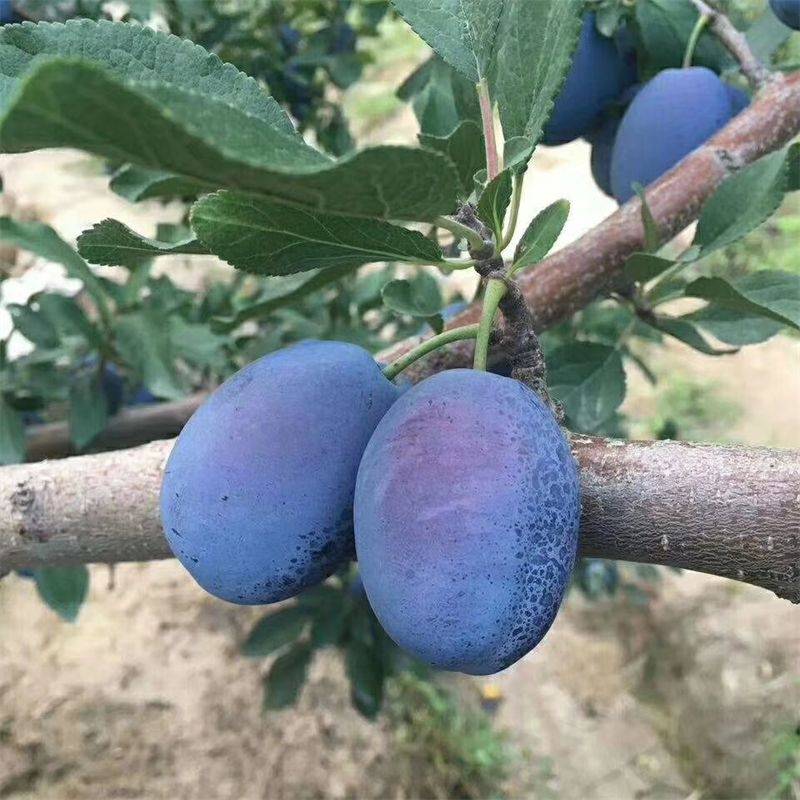 艾琳娜西梅苗有哪些优点呢,晚熟西梅品种抗裂果