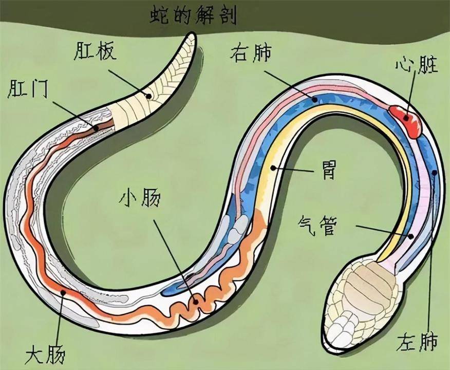 蛇冬眠时“任鼠宰割”，很有可能会被吃掉，那蛇为何一定要冬眠？(图5)