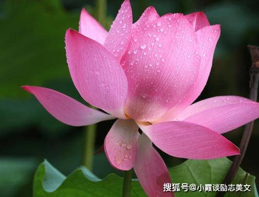 属鸡人事业蒸蒸日上,财源广进,事业发展道路清晰.