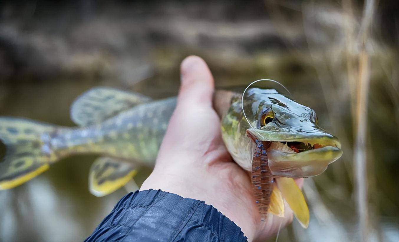 狗鱼_时候_海狗