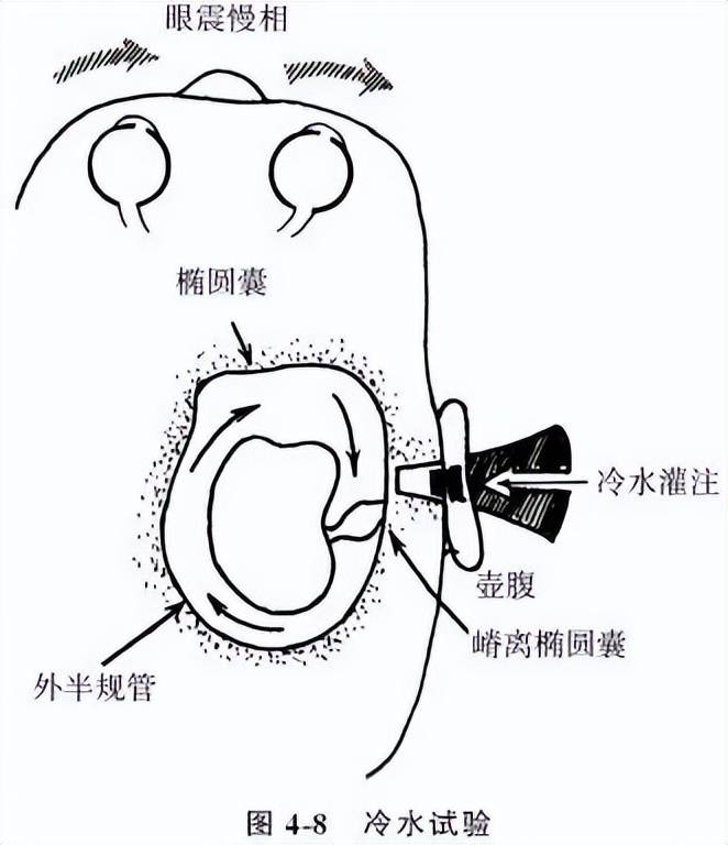 眼前庭反射图片