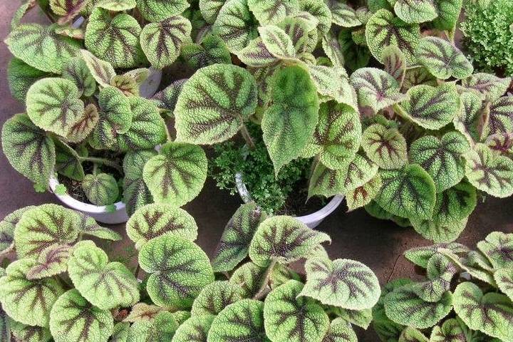 这几种植物才是能够吸甲醛的植物!别再被骗了!_吸附_能力_检测