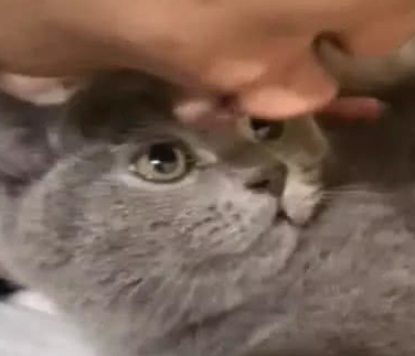 小哥哥失恋后,对着自家的猫狂吻,15秒后直接傻眼了! 小哥哥失恋后,对着自家的猫狂吻,15秒后直接傻眼了!
