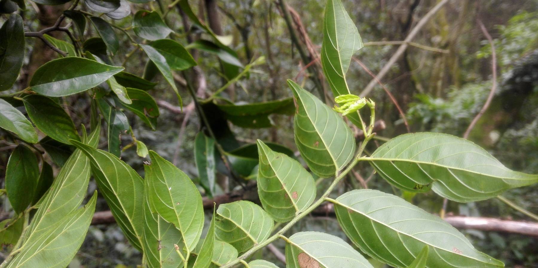 血风藤,也叫血风根,红蛇根,青筋藤,铁牛入石,拉牛入石等_核果_风湿_有
