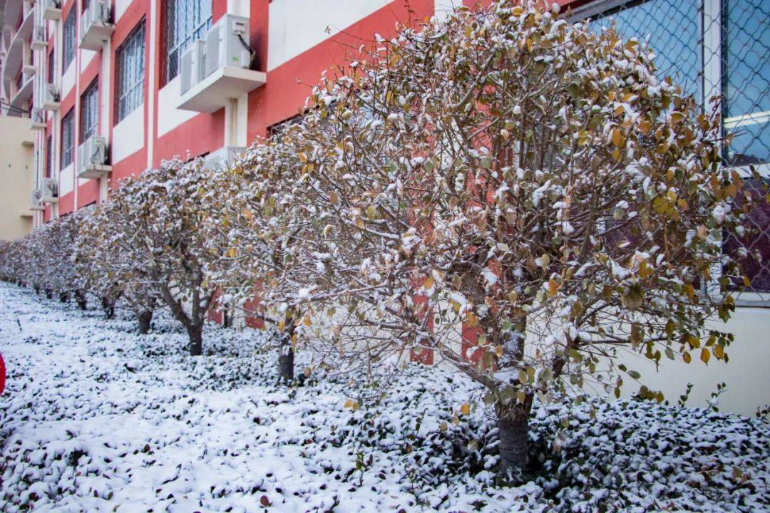 衡水顺平中学瑞雪中的校园景色_创意_雪花_雪地
