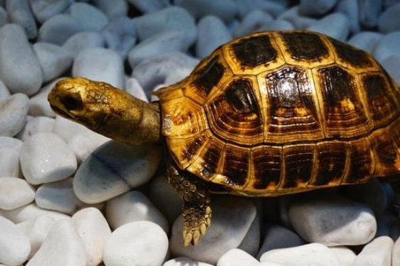 学名:pyxidesfnauhoui别名:锯缘龟方龟八角龟平背