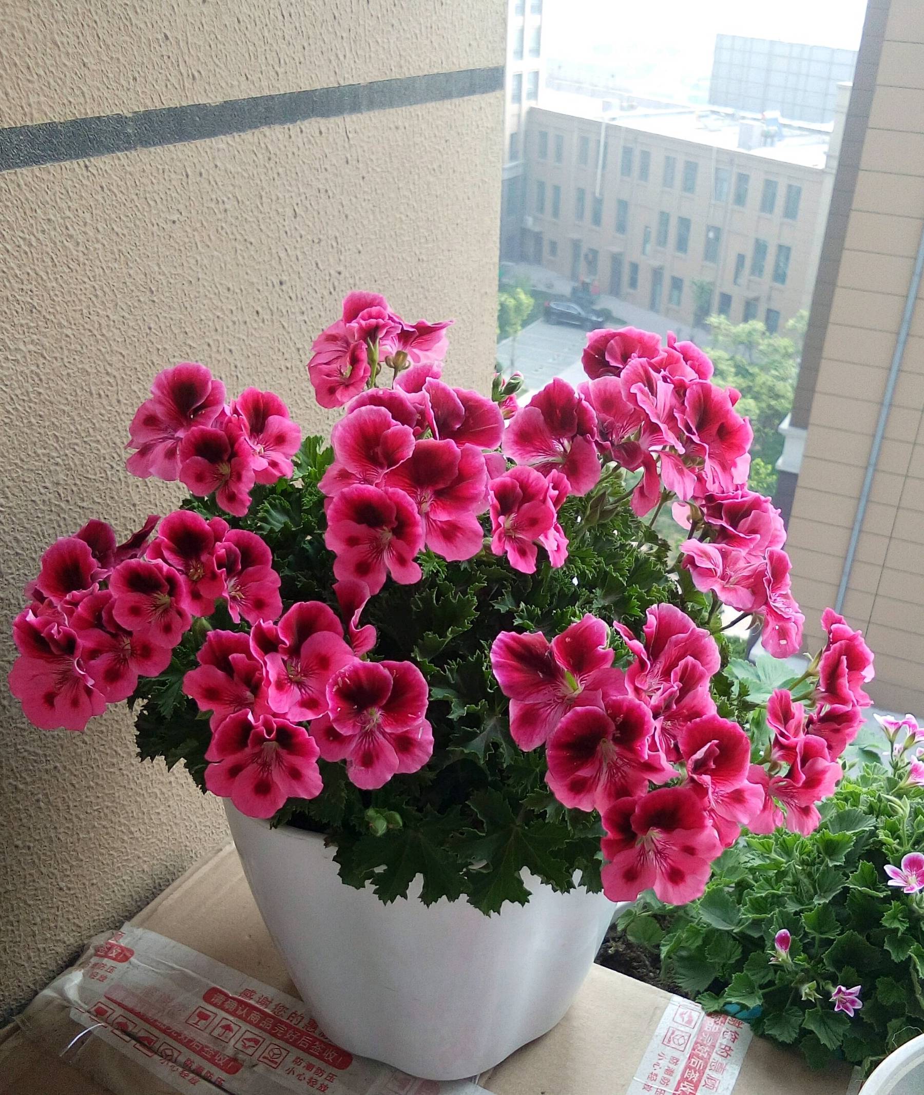 秋天最美的花,花形像绣球,花色绚丽,一年多次开花,值得拥有_天竺葵