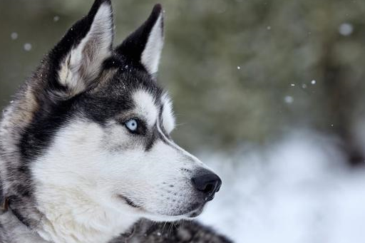 哈士奇宠物界的颜值担当,认真起来的二哈除了帅还是帅_时候_智商_外表