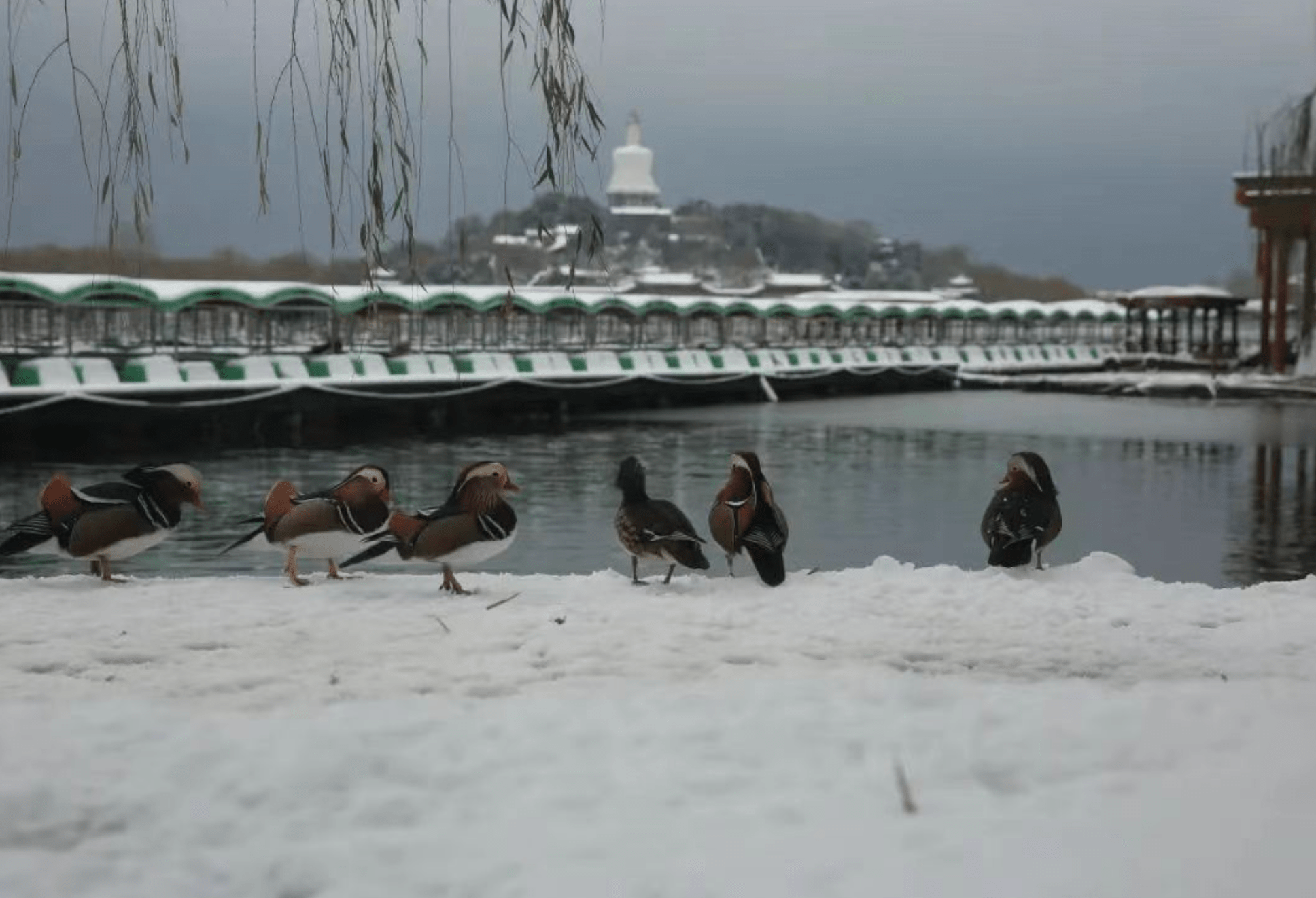 到市属公园赏浪漫冬雪