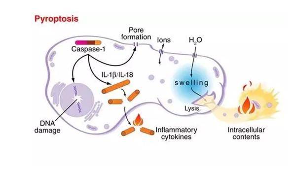 胞死亡形式的基本機制及對應的標誌物-酶聯生物_細胞_蛋白_caspase