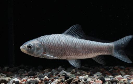 科学放生|适合放生的鱼——中华倒刺鲃_起点_尾鳍_食物