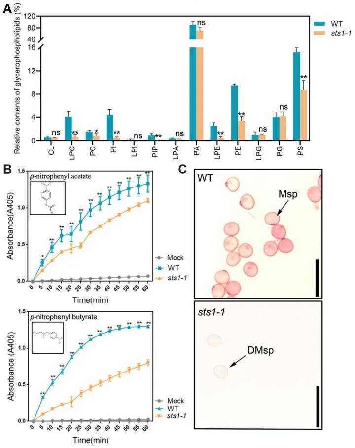 圖4 sts1對水稻花葯中脂質生物合成的影響(yuan et al., 2022).