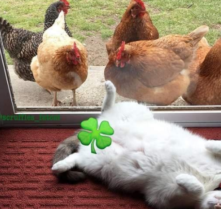 被一群鸡围观的猫咪，猫：别看啦，就是肉多一点点嘛 