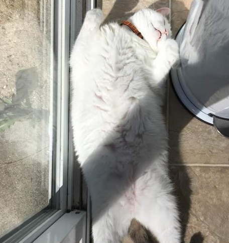 被一群鸡围观的猫咪，猫：别看啦，就是肉多一点点嘛 