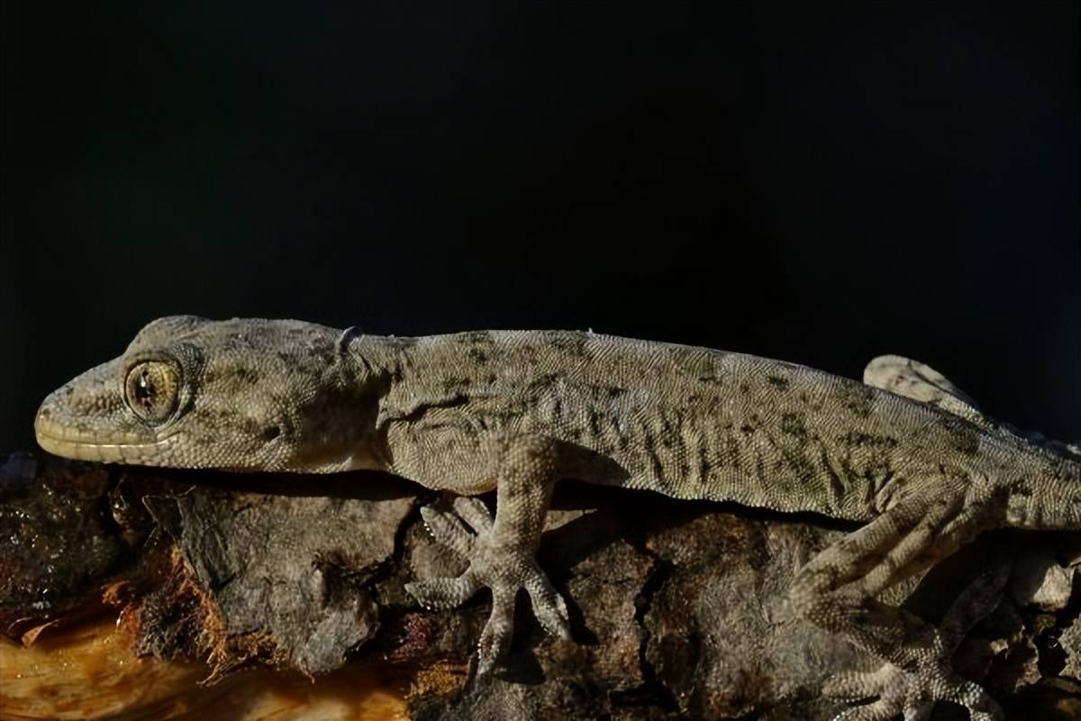 设计壁虎的脚底板上有许多微小的毛发,这些毛发上覆盖着细小的吸盘