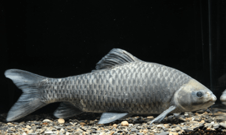 中华倒刺鲃是一种河道型底层生活鱼类,栖息于底质为砾石的山地河流当