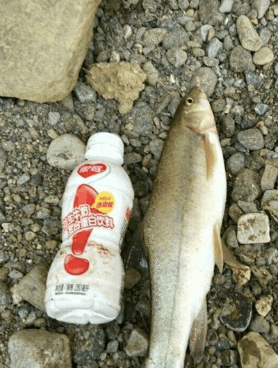 它是淡水鱼第一，1年长0.1斤，入口即化，科学院悬赏10万都得不到(图1)