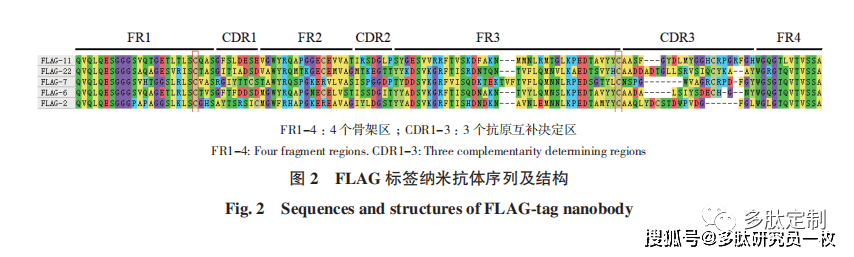 flag標籤納米抗體的篩選,表達及驗證_蛋白質_融合_asp