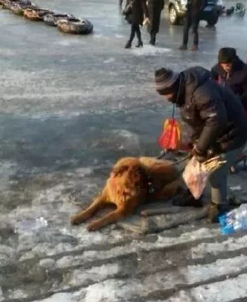 泪奔！这些狗狗到底做错了什么？它们不是人类的出气筒！