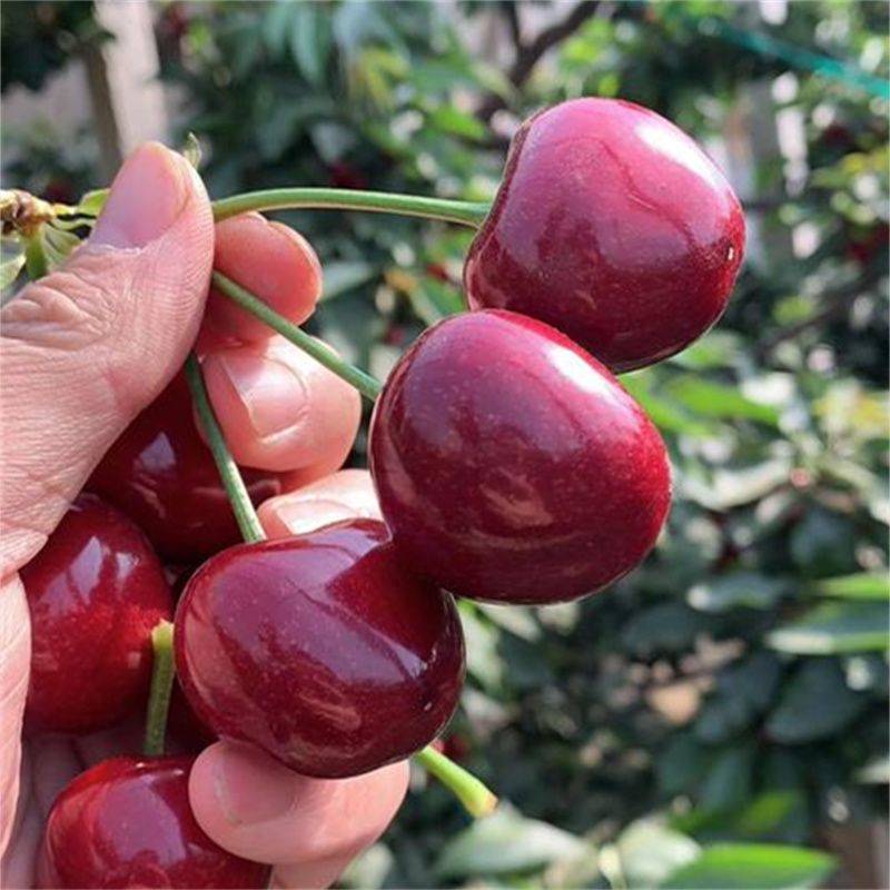 南方种植罗亚理车厘子樱桃苗:果实饱满,色泽艳丽,口感上佳_品种_气候