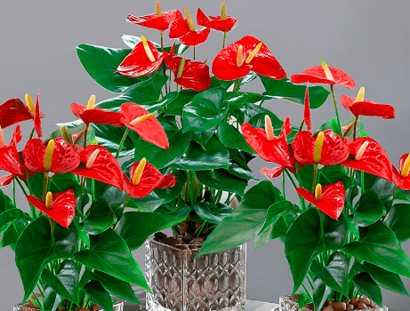 生肖运势养的植物(十二生肖运势植物)