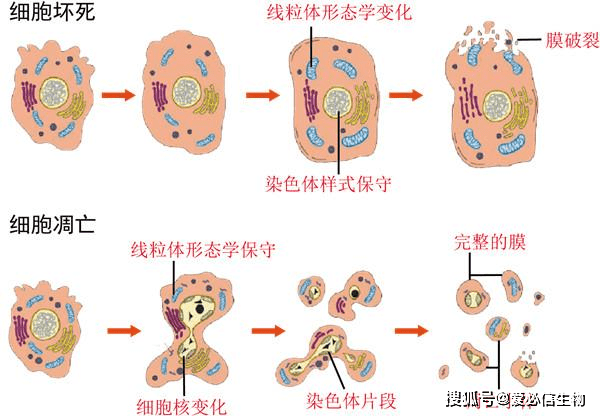 病理状态 来自搜狐网