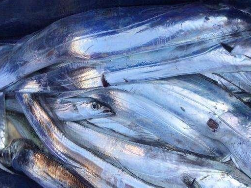 原来真的有卖活带鱼的,看到价格后,网友:我还是吃冻带鱼吧_加压_深海