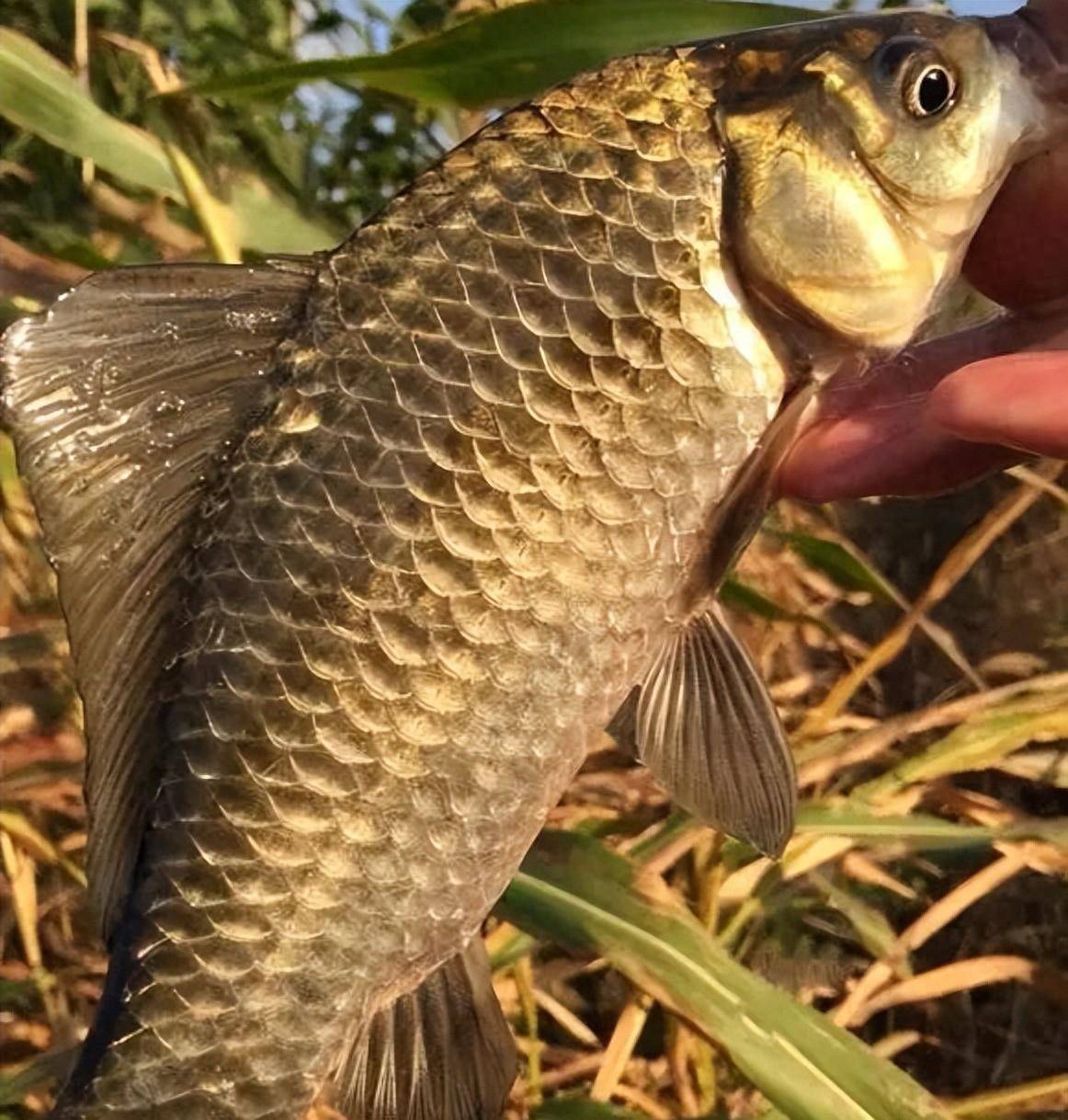 成為釣魚高手:8個條件,你能駕馭嗎?_才能_魚種_經歷