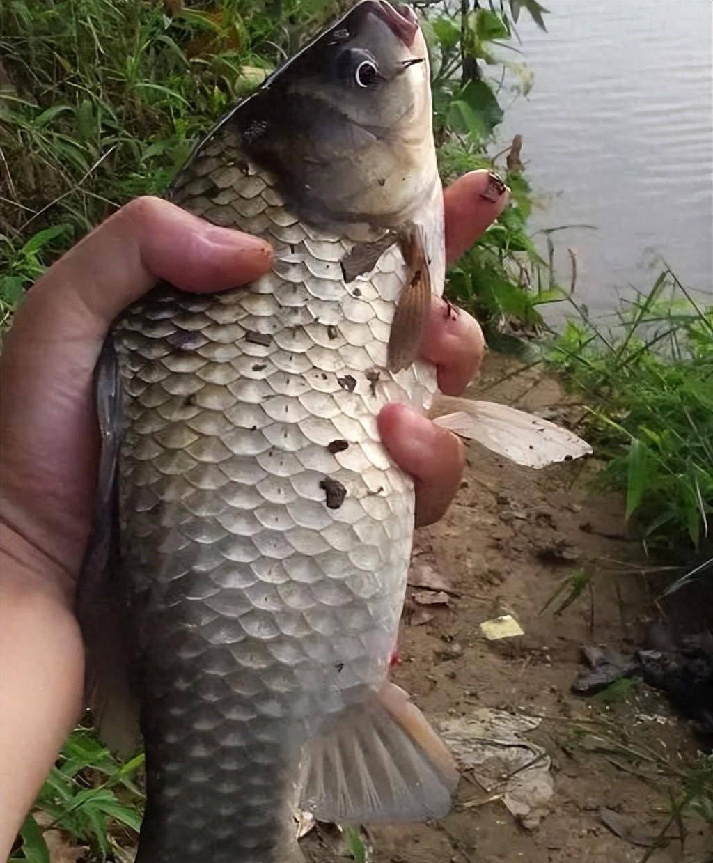 鱼星_鲫鱼_影响