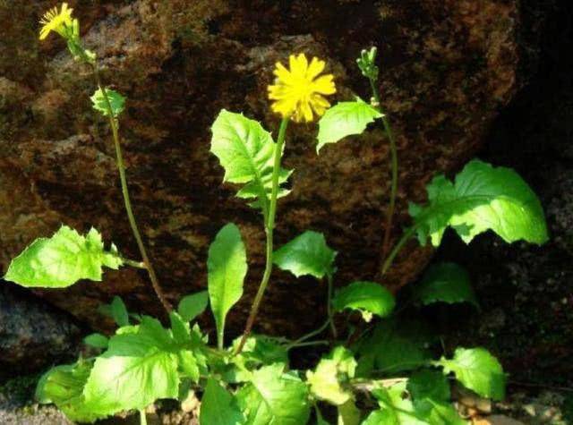 農村這野草被當成菊花,俗稱還陽草,曾經沒人要,如今