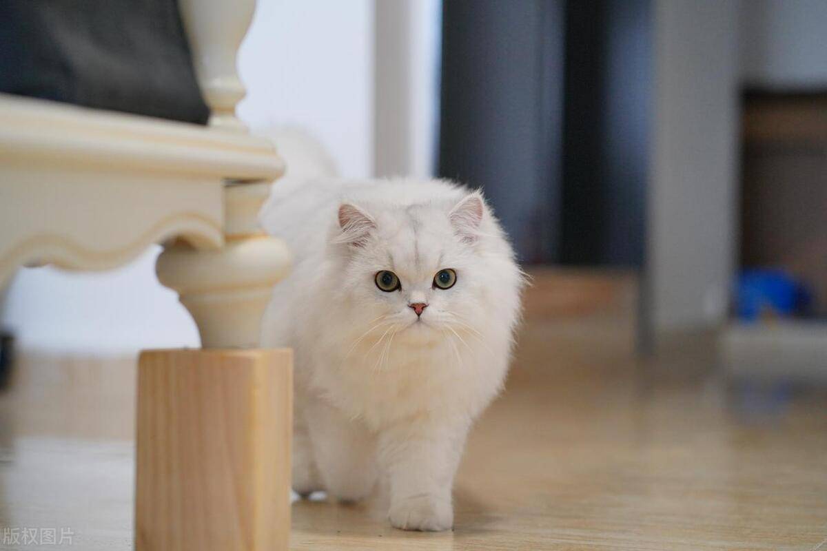 玺苑-金吉拉猫的起源和形态特征_身体_眼睛_绿色