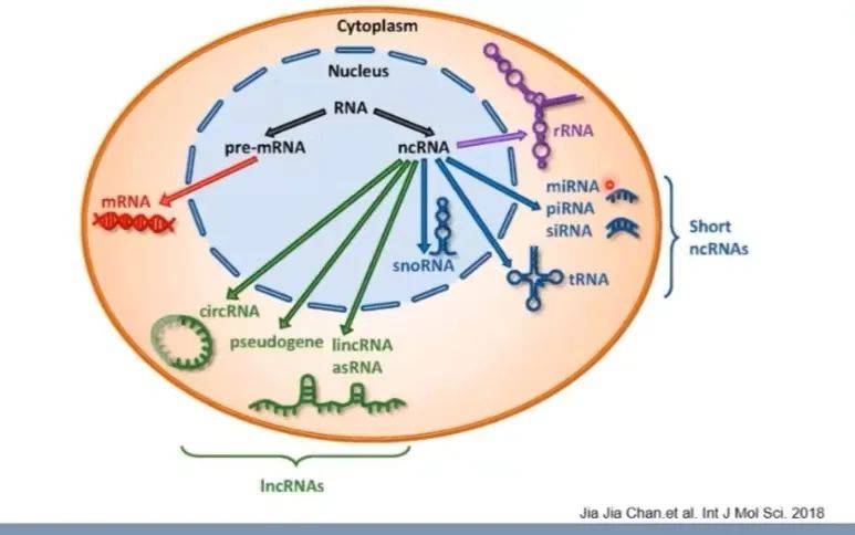 儘管lncrna的功能和調控機制還存在許多未知之處,但對其研究已經成為