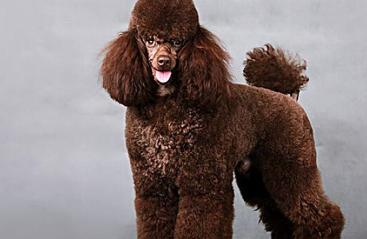 卷毛贵宾犬,给你贵宾般的陪伴和享受!_毛发_生活_宠物